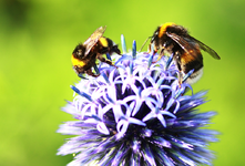 Hummeln auf Kugeldistel4_1024.webp