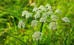 Wiesen_Bärenklau_1024.webp