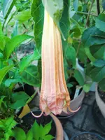 CIMG8444.webp