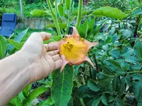 CIMG8443.webp
