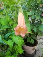 CIMG8496.webp