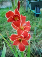 CIMG8439.webp
