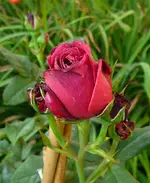 AstridGvH.webp