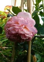 SummerSong.webp
