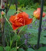 Westerland.webp