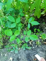 CIMG8413.webp