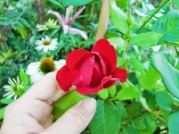 CIMG8423.webp