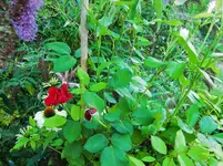 CIMG8424.webp