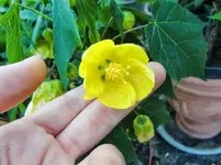 CIMG8449.webp