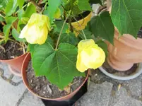 CIMG8450.webp