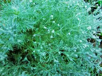 CIMG8421.webp