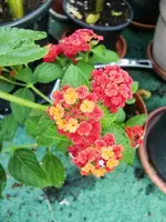 CIMG8502.webp