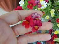 CIMG8482.webp