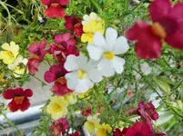 CIMG8483.webp