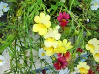 CIMG8484.webp