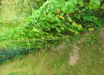 wuchern.webp