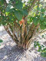 20130724_172509(1).webp