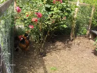 HPIM9827.webp