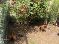 HPIM9829.webp