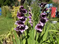 HPIM9821.webp