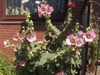 HPIM9824.webp