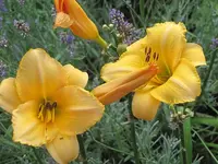 019.webp