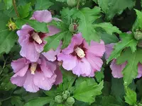 030.webp
