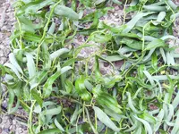 Mama Pflanze 002.webp