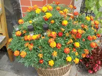 DSCN2382.webp
