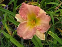 blessing_1024x768.webp