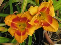 exotic isle3_1024x768.webp