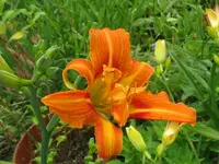 kwanzo_1024x768.webp