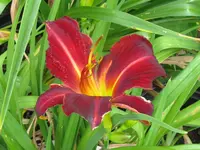 tovatich_1024x768.webp