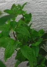 minze-3-BILD3596.webp