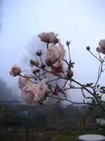 IMG_7526.webp