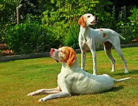 India and Giralda enjoying the morning sun_1280.webp