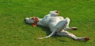 Giralda rolling on wet grass_1024.webp
