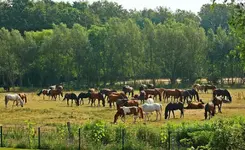 die Weide wird langsam braun_1024.webp