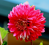 pink_weisse Pompon_600.webp
