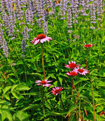 Echi Purpurea vor Agastache Blue Fortune_600.webp