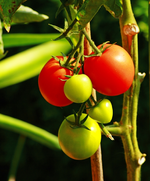 Harzfeuer_600.webp