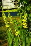 Gladiole Green Star_600.JPG