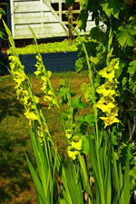 Gladiole Green Star_600.webp
