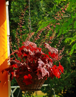 Heuchera oder auch Purpurglöckchen_600.webp