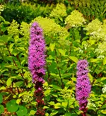 Prachtspiere vor Rispenhortensie Limelight_1024.webp