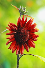 Sonnenblume Chianti blüht_600.webp