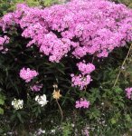 DSC04008 - 2013-07-24 - phlox rosa weiß.jpg