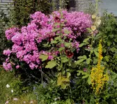 DSC04012 - 2013-07-24 - phlox, stockis, königskerze.webp