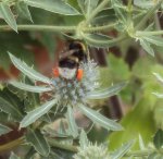 DSC04021 - 2013-07-26 - edeldistel hummel orangefarbene pollenhöschen.JPG