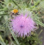 DSC04025 - 2013-07-26 - eselsdistel2.JPG